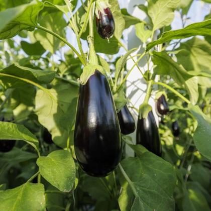 aubergine season
