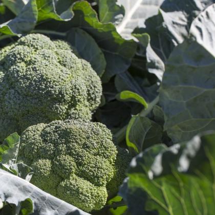 broccoli seizoen