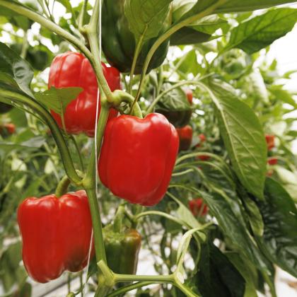paprika seizoen