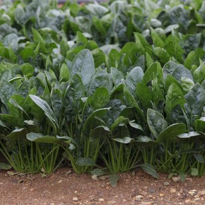 spinach season