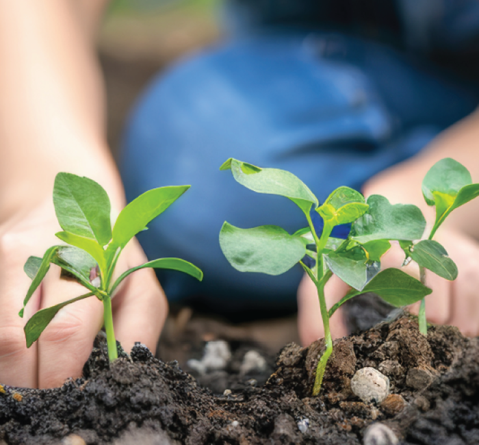 Plantjes poten