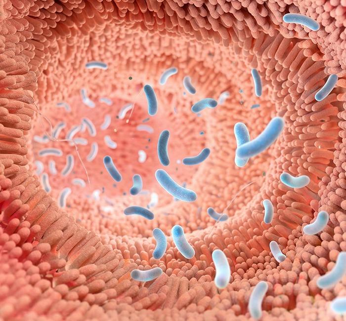 microbiota