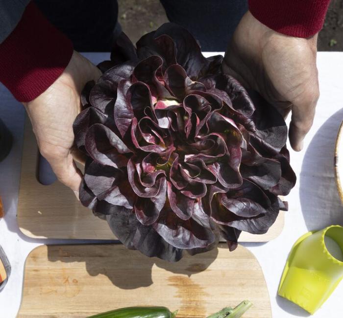 salanova lettuce