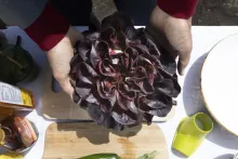 salanova lettuce